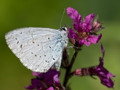 Holly Blue Butterfly Wings Closed, Feeding On Purple Loosestrife, West Sussex, England, Uk by Andy Sands Pricing Limited Edition Print image