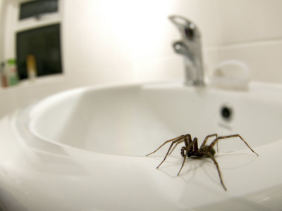 House Spider On Edge Of Sink In House, Hertfordshire, England by Andy Sands Pricing Limited Edition Print image