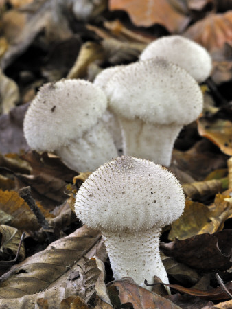 Common Gem-Studded Puffball Among Fallen Beech Leaves, Belgium by Philippe Clement Pricing Limited Edition Print image