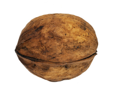 Common Walnut, Native To Southern Europe And Asia by Philippe Clement Pricing Limited Edition Print image