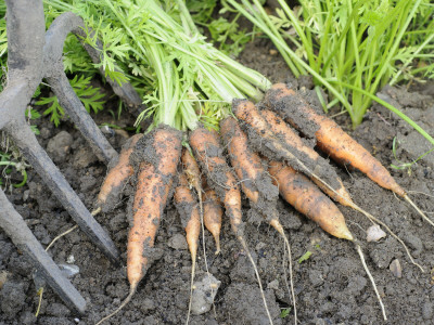 Freshly Dug Home Grown Organic Carrots 'Early Nantes', Norfolk, Uk by Gary Smith Pricing Limited Edition Print image
