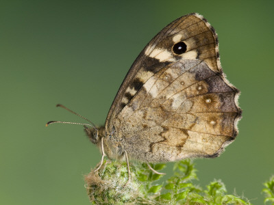 Speckled Wood Butterfly Resting On Fern, Uk by Andy Sands Pricing Limited Edition Print image