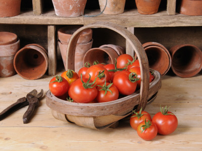 Freshly Picked Home Grown Tomatoes In Kitchen Colander In Rustic Potting Shed Setting, Uk by Gary Smith Pricing Limited Edition Print image