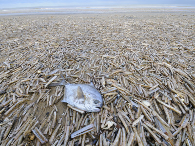 Mass Of Pod Razorshells And A Ray's Bream Washed Up On Beach, North Norfolk, Uk, December 2008 by Gary Smith Pricing Limited Edition Print image