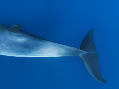 Tail Flippers Of Dwarf Minke Whale, Ribbon Reefs, Great Barrier Reef, Queensland, Australia by Mark Carwardine Pricing Limited Edition Print image