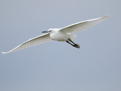 Little Egret In Flight, Norfolk, Uk by Gary Smith Pricing Limited Edition Print image