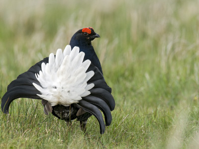 Black Grouse Black Cock Moor Cock Displaying On Lek, Upper Teesdale, Co Durham, Uk by Andy Sands Pricing Limited Edition Print image