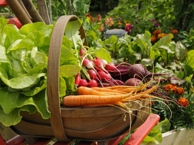 Freshly Harvested Carrots, Beetroot And Radishes In A Summer Garden, Norfolk, July by Gary Smith Pricing Limited Edition Print image