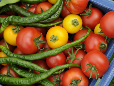 Summer Greenhouse Harvest Of Tomatoes And Chillies In Rustic Trug, Norfolk, Uk by Gary Smith Pricing Limited Edition Print image