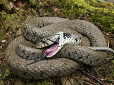 Grass Snake Drawing Breath While Feigning Death, Hertfordshire, England, Uk by Andy Sands Pricing Limited Edition Print image