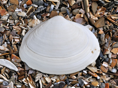Surf Clam Shell On Beach, Belgium by Philippe Clement Pricing Limited Edition Print image