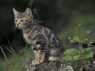 European Brown Tabby Kitten, Sitting On Rock In Garden, Italy by Adriano Bacchella Pricing Limited Edition Print image