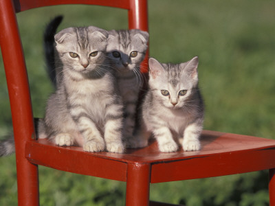 Three European Silver Tabby Kittens Sitting On Red Chair, Italy by Adriano Bacchella Pricing Limited Edition Print image