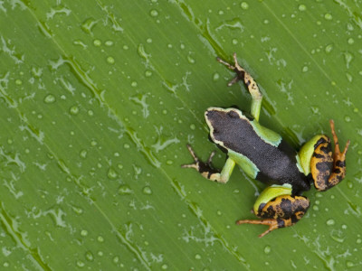 Mantella Frog On Leaf, Madagascar by Edwin Giesbers Pricing Limited Edition Print image