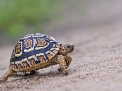 Leopard Tortoise Walking Across Sand, Tanzania by Edwin Giesbers Pricing Limited Edition Print image