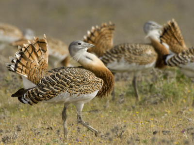 Geat Bustard Flock, Extremadura, South Spain by Inaki Relanzon Pricing Limited Edition Print image