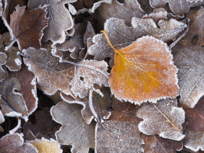 Frosted Leaves On Heathland, New Forest National Park, Hampshire, England by Adam Burton Pricing Limited Edition Print image