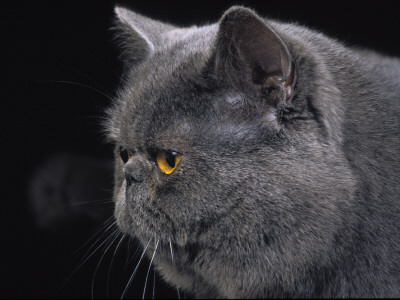 Exotic Grey Cat, Portrait by Adriano Bacchella Pricing Limited Edition Print image