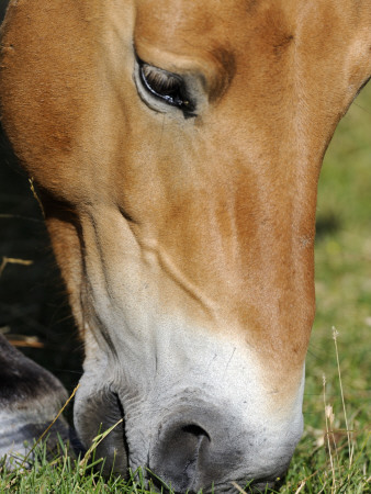 Semi Wild Przewalski Horse Grazing, Parc Du Villaret, Causse Mejean, Lozere, France by Eric Baccega Pricing Limited Edition Print image