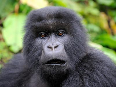 Subadult Mountain Gorilla Portrait With Mouth Open, Volcanoes National Park, Rwanda, Africa by Eric Baccega Pricing Limited Edition Print image