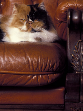 Black, White And Cream Mackerel Tabby Persian Cat Resting In Armchair by Adriano Bacchella Pricing Limited Edition Print image