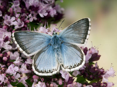 Chalkhill Blue Butterfly Male Feeding On Flowers Of Marjoram, Uk by Andy Sands Pricing Limited Edition Print image