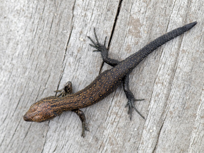 Common Viviparous Lizard Juvenile Basking On Wooden Boardwalk, Surrey, England, Uk by Andy Sands Pricing Limited Edition Print image