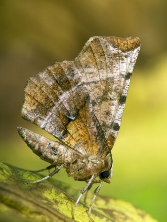 Early Thorn Moth Late Generation, Hertfordshire, England, Uk by Andy Sands Pricing Limited Edition Print image