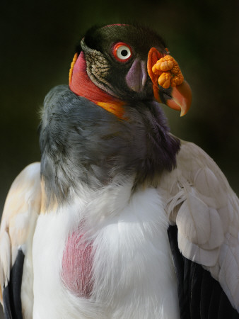 Portrait Of King Vulture Chaparri Ecological Reserve, Peru, South America by Eric Baccega Pricing Limited Edition Print image