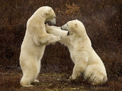 Two Polar Bears Play Fighting, Churchill, Hudson Bay, Canada by Inaki Relanzon Pricing Limited Edition Print image