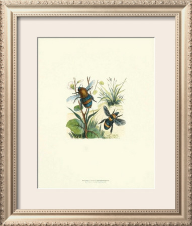 Flight Of The Bee Ii by Sydenham Teast Edwards Pricing Limited Edition Print image
