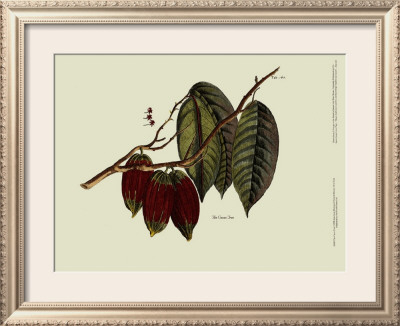 The Cocoa Tree by Sir Hans Sloane Pricing Limited Edition Print image