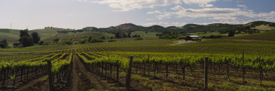 Cloud Over A Vineyard, California, Usa by Panoramic Images Pricing Limited Edition Print image