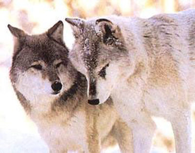 Wolf Mates by Alissa Crandall Pricing Limited Edition Print image