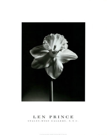 Daffodil by Len Prince Pricing Limited Edition Print image