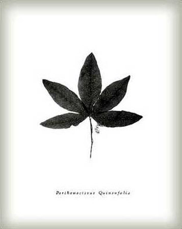 Leaf Xvi by William Cahill Pricing Limited Edition Print image