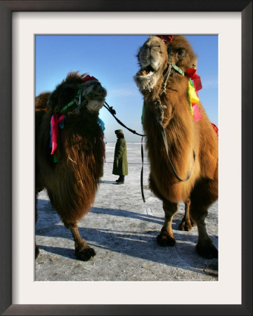 A Chinese Horse Buggy Driver Waits For Customers On A Frozen Lake In Harbin, China, January 7, 2007 by Elizabeth Dalziel Pricing Limited Edition Print image