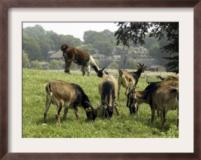 San Clemente Goats And A Llama Graze In A Pasture by Joe Giblin Pricing Limited Edition Print image