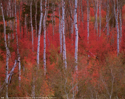 Fall Aspens by Leland Howard Pricing Limited Edition Print image