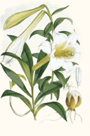 Lilium Neilgherriense by Georg Dionysius Ehret Pricing Limited Edition Print image