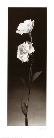 Lisianthus by Dick & Diane Stefanich Pricing Limited Edition Print image