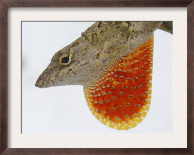 A Cuban Anole Lizard Displays His Dewlap, A Colorful Flap Of Skin Under His Neck by Wilfredo Lee Pricing Limited Edition Print image