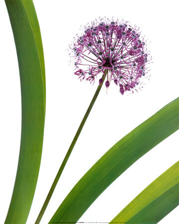 Allium by Olivier Borderie Pricing Limited Edition Print image