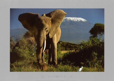 Elephant By Mount Kilimanjaro, Kenya by Jean-Michel Labat Pricing Limited Edition Print image