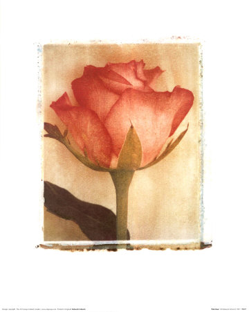 Pink Rose by Deborah Schenck Pricing Limited Edition Print image