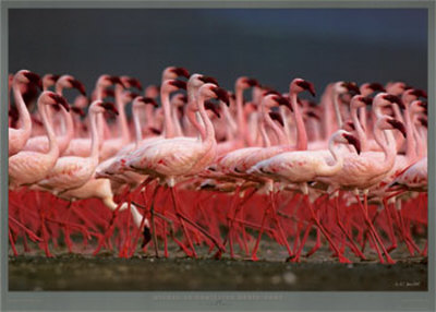 Flamingos At Lake Bogoria, Kenya by Michel & Christine Denis-Huot Pricing Limited Edition Print image