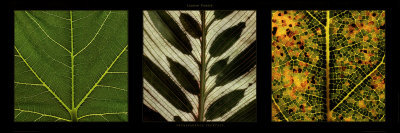 Transparent Leaf by Laurent Pinsard Pricing Limited Edition Print image