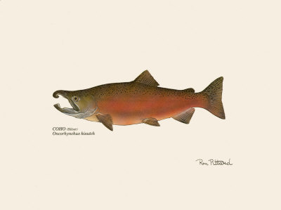 Coho Fish by Ron Pittard Pricing Limited Edition Print image