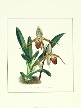 Orchid Iii by J. Nugent Fitch Pricing Limited Edition Print image