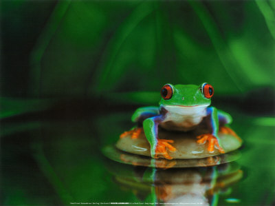 Zen Frog by Davie Trood Pricing Limited Edition Print image